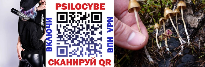 darknet какой сайт Липки Псилоцибиновые грибы Cubensis